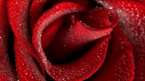 roza