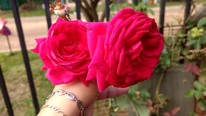 rosa 
