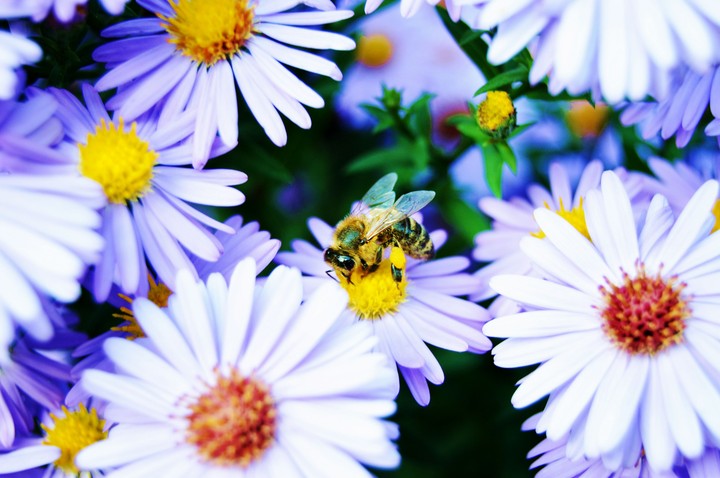 flowers
