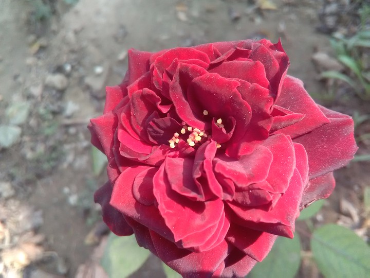 red blood rose
