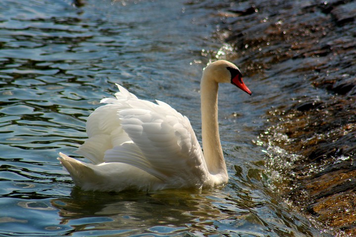Swan