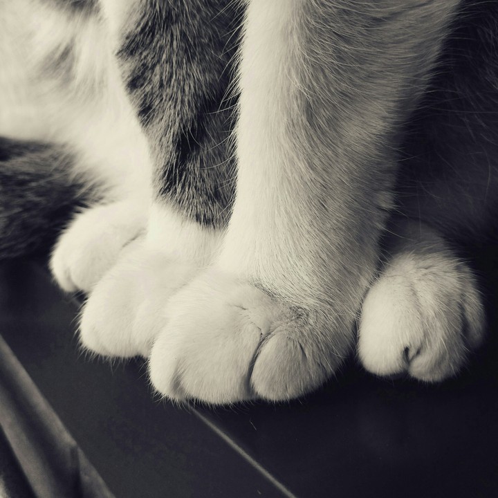 Fluffy love