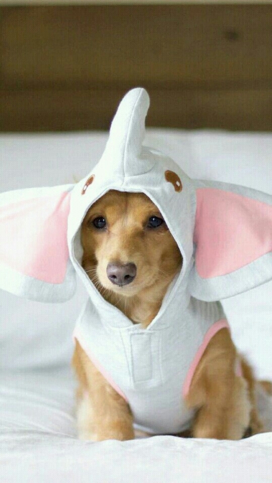 cachorro fofo