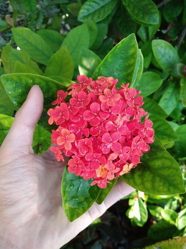 Flower