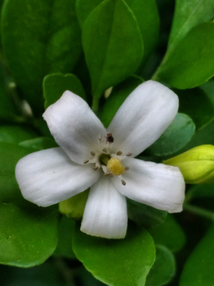 flores