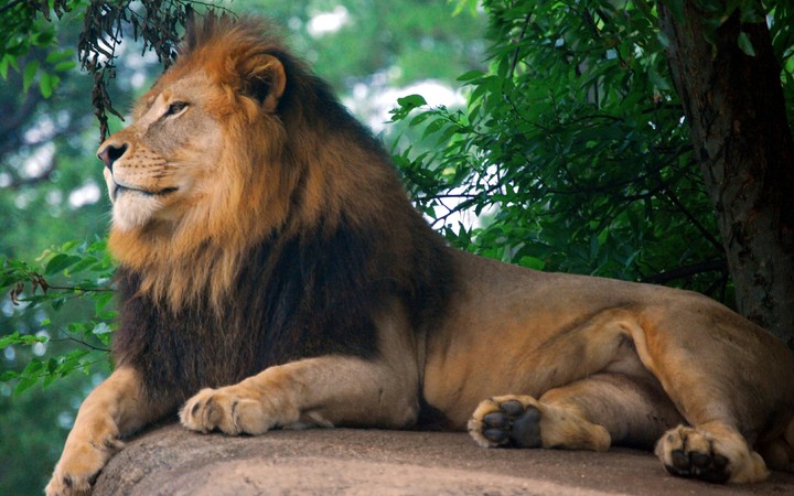 Lion King