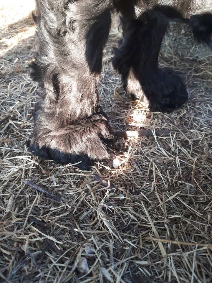 dog's paws