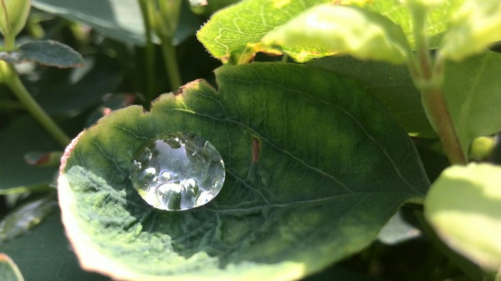 nature