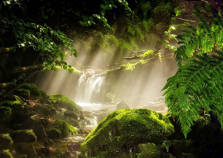 Forest