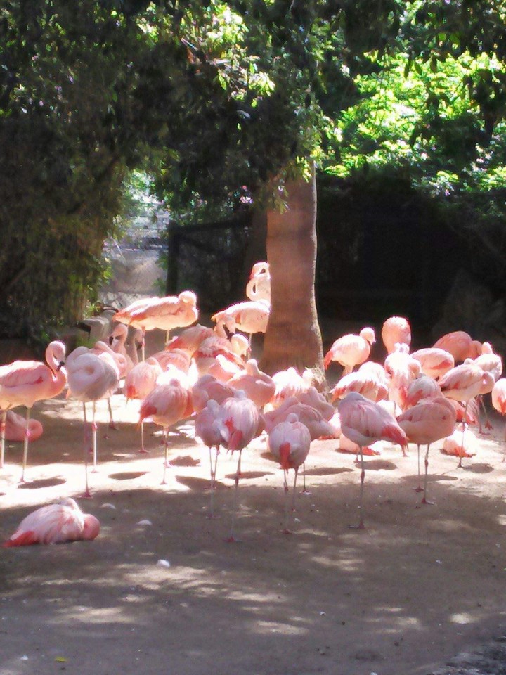 flamingos