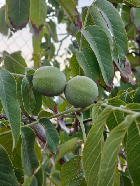 sfondi mahogany, Nut