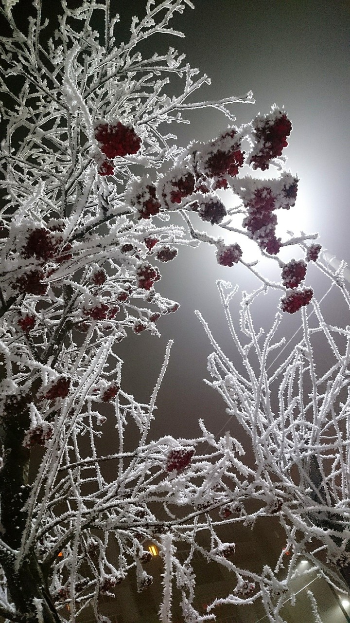 snowy mountain ash