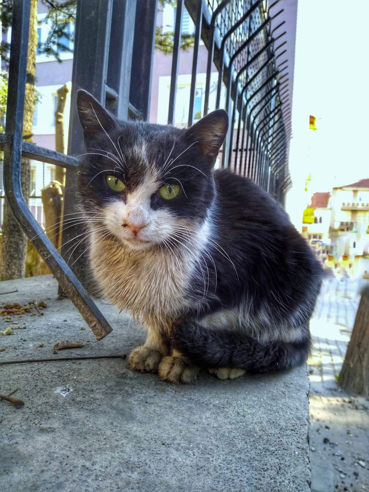 cat