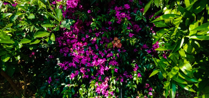 BEAUTİFUL GARDEN