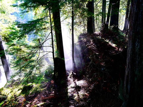 in the forest
