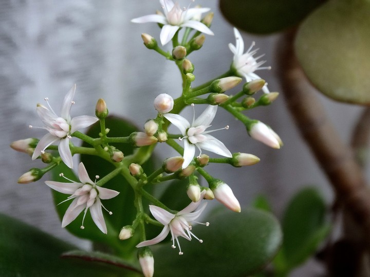 Crassula