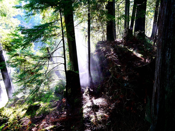 in the forest