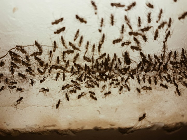 Ant Army