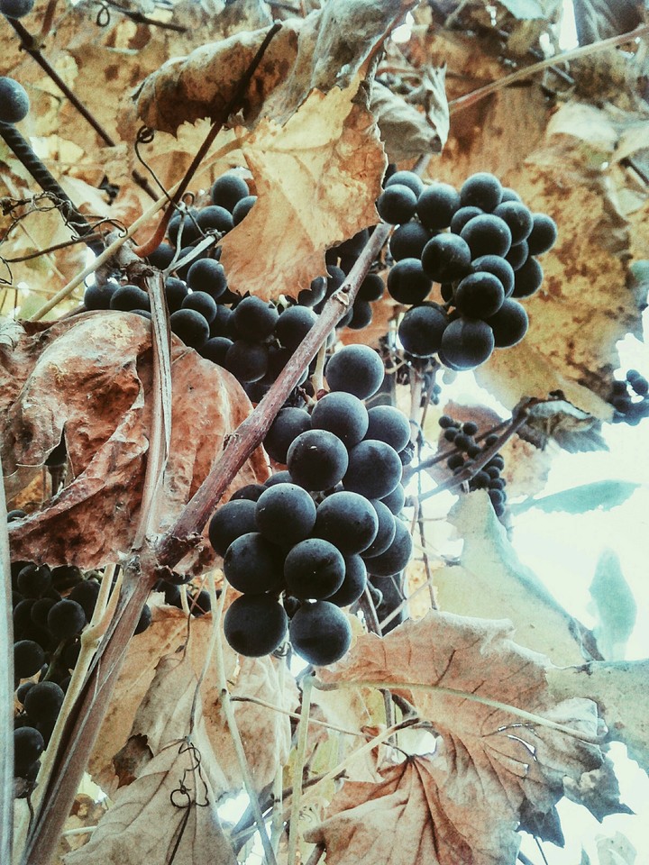 vinograd