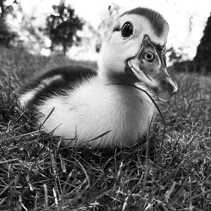 baby duck