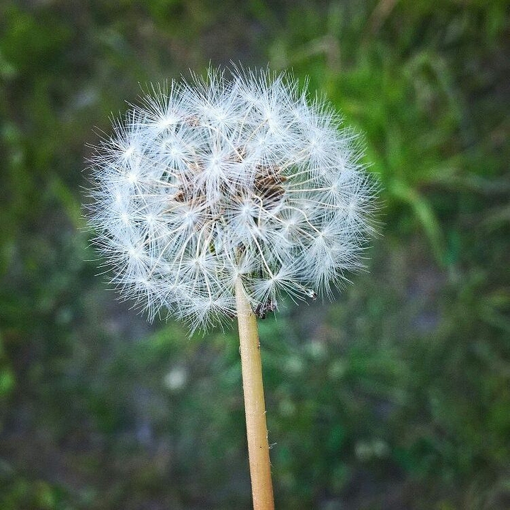 Taraxacum