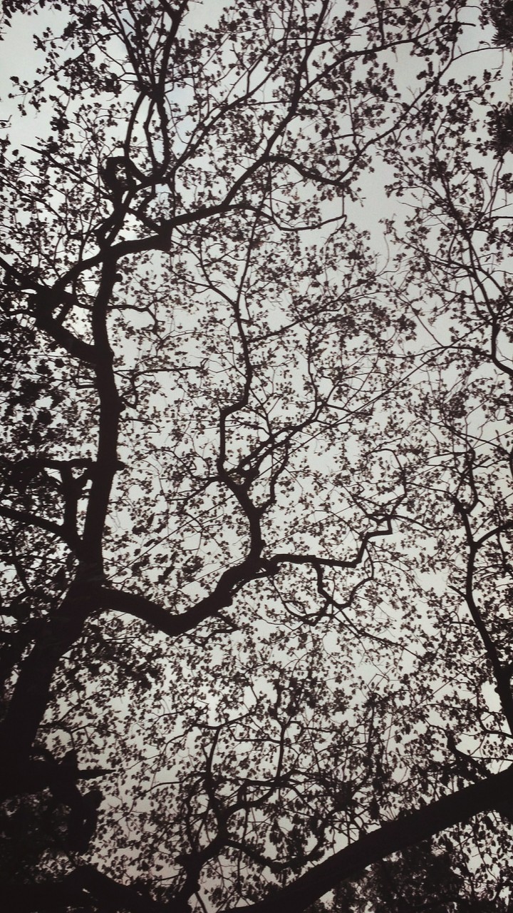 And the tree painted the sky through the lens