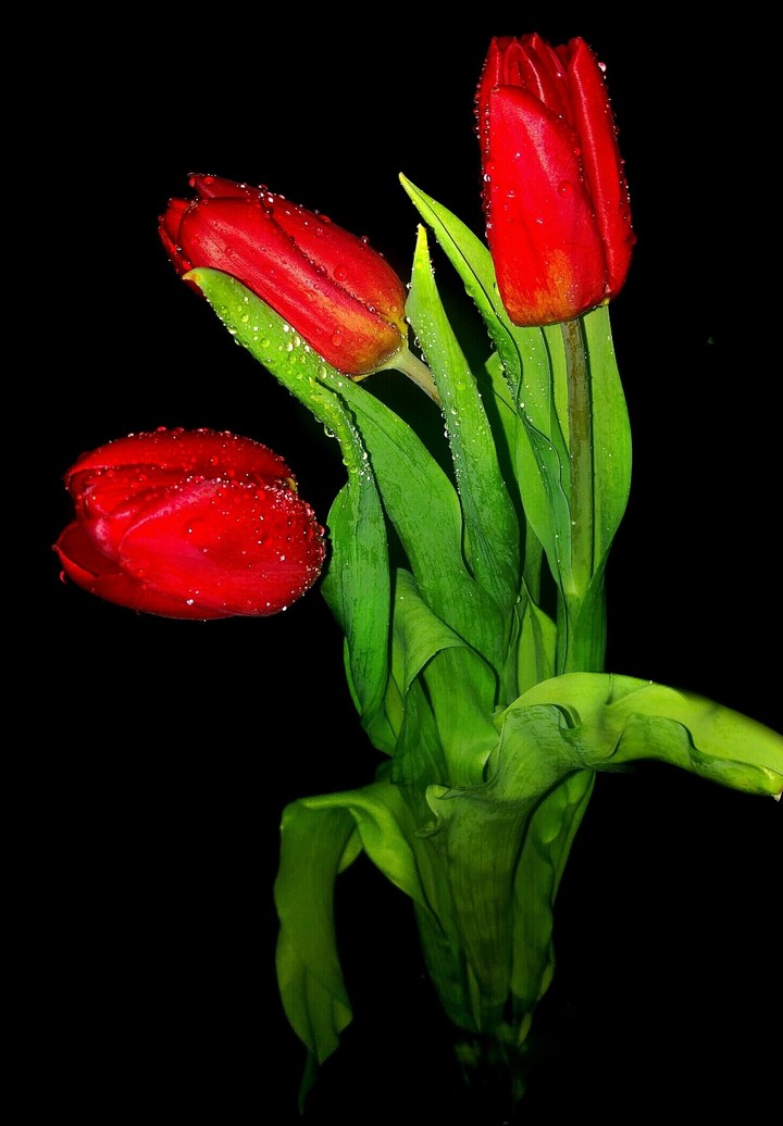 tulipán 