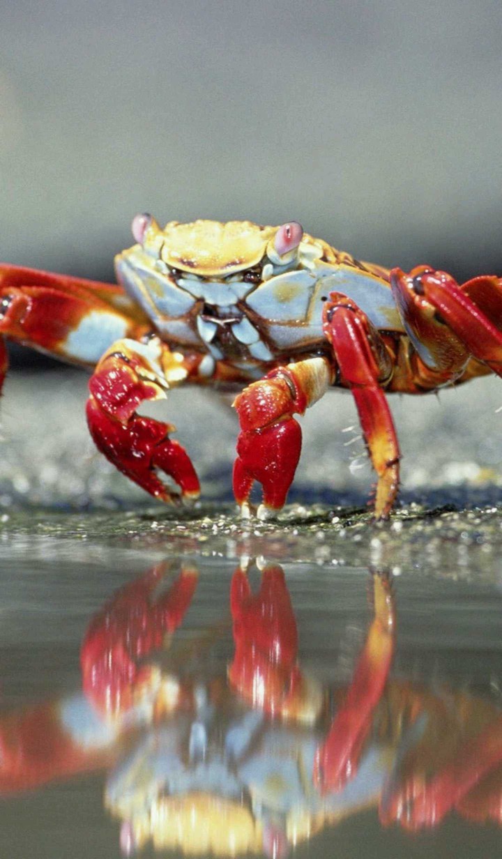 Crab