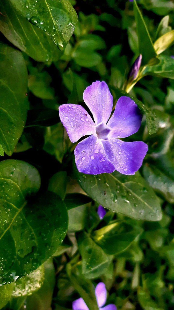 violeta