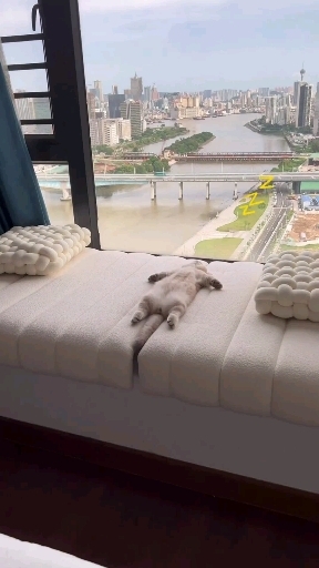 kitten of the majors