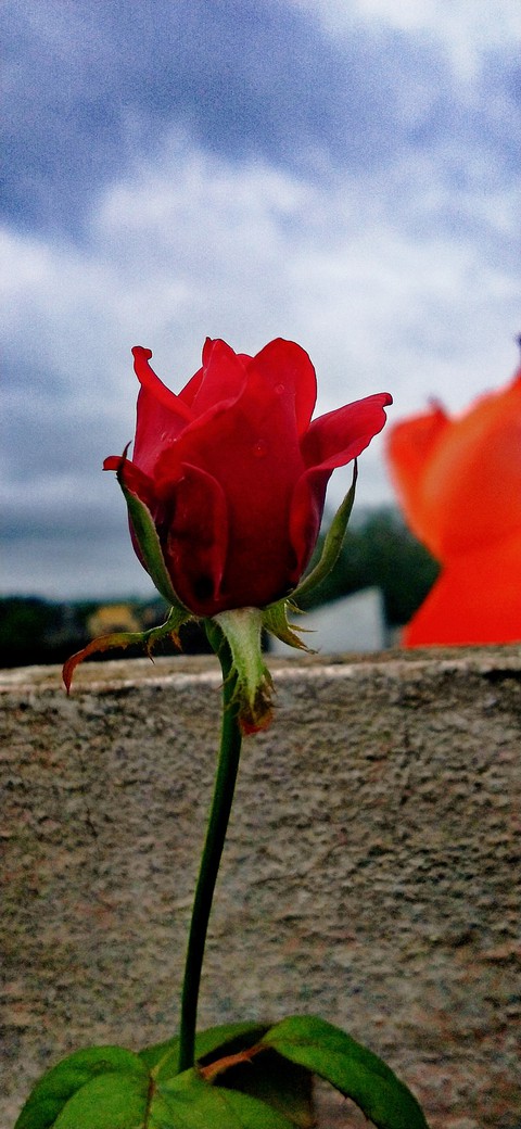 love forever.
