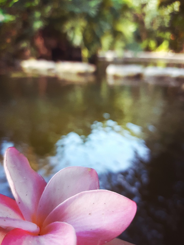 flora laguna
