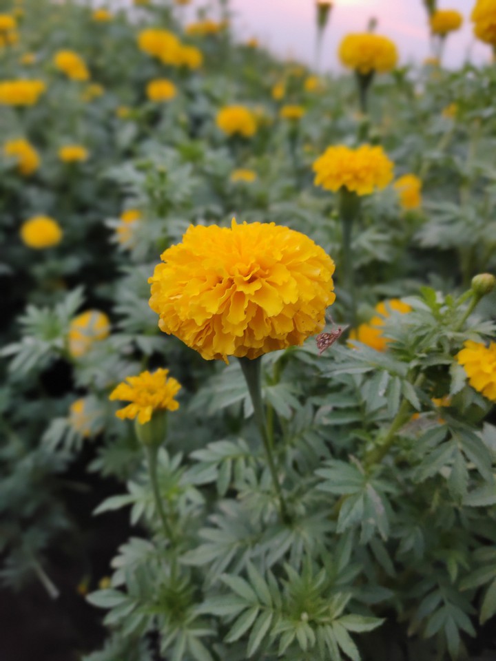 flower?️