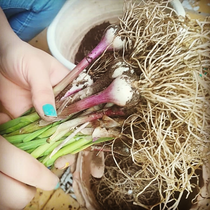 Harvesting garlic in pots