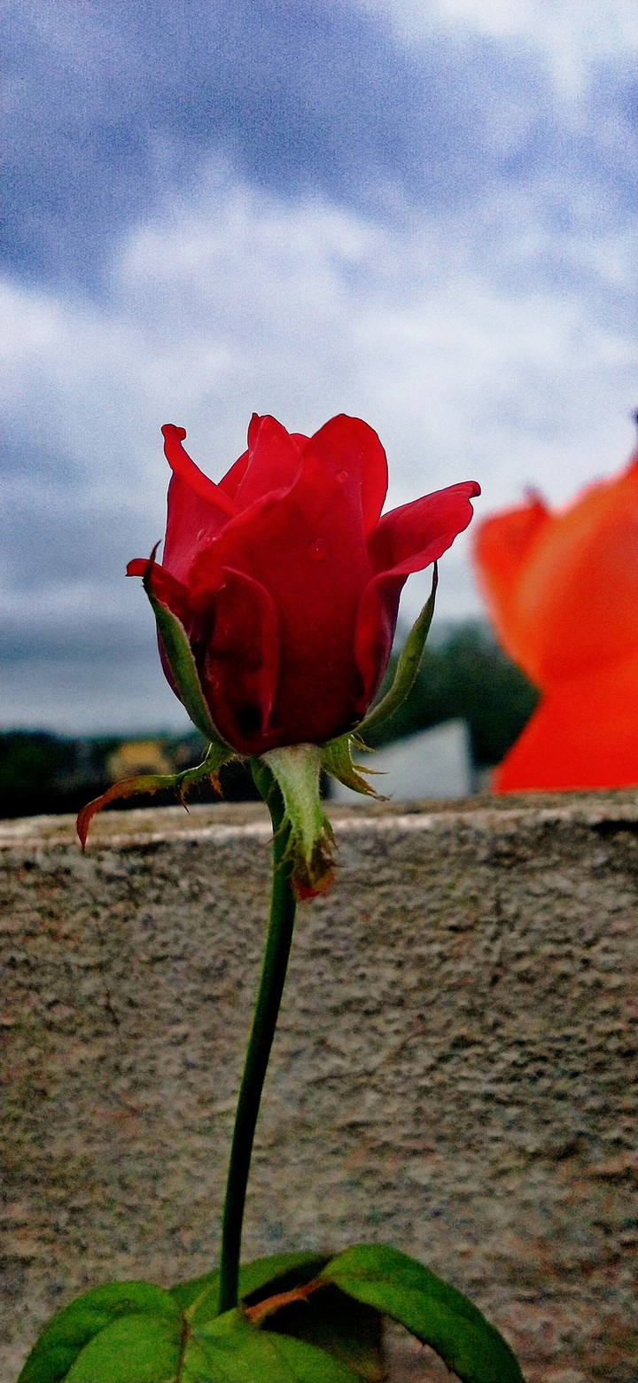 love forever.