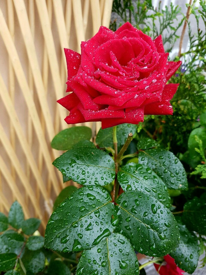 rose