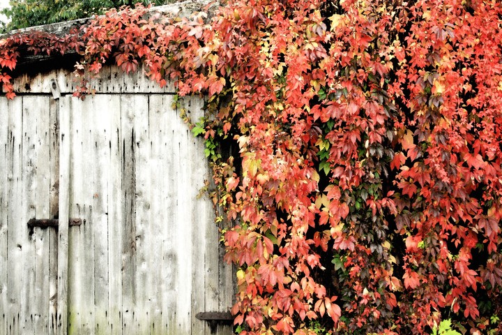 Old wooden door in autumn