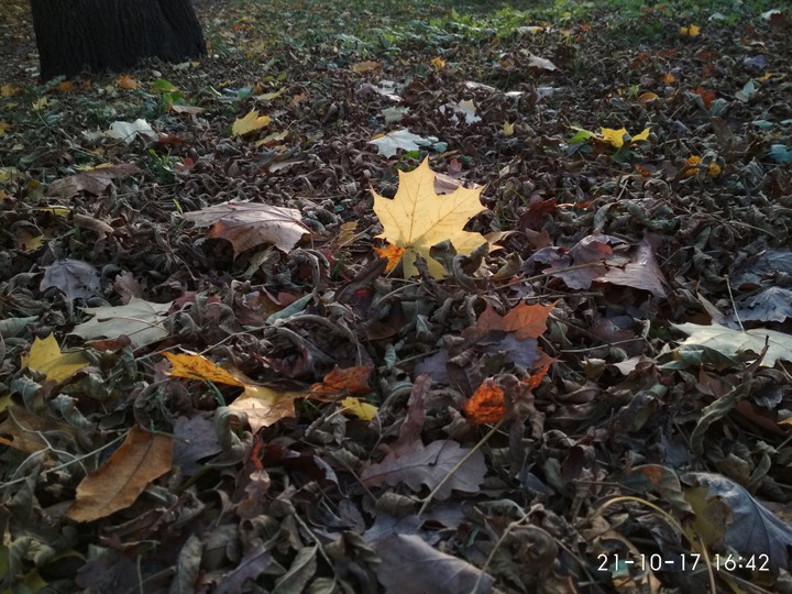 The last ray of autumn