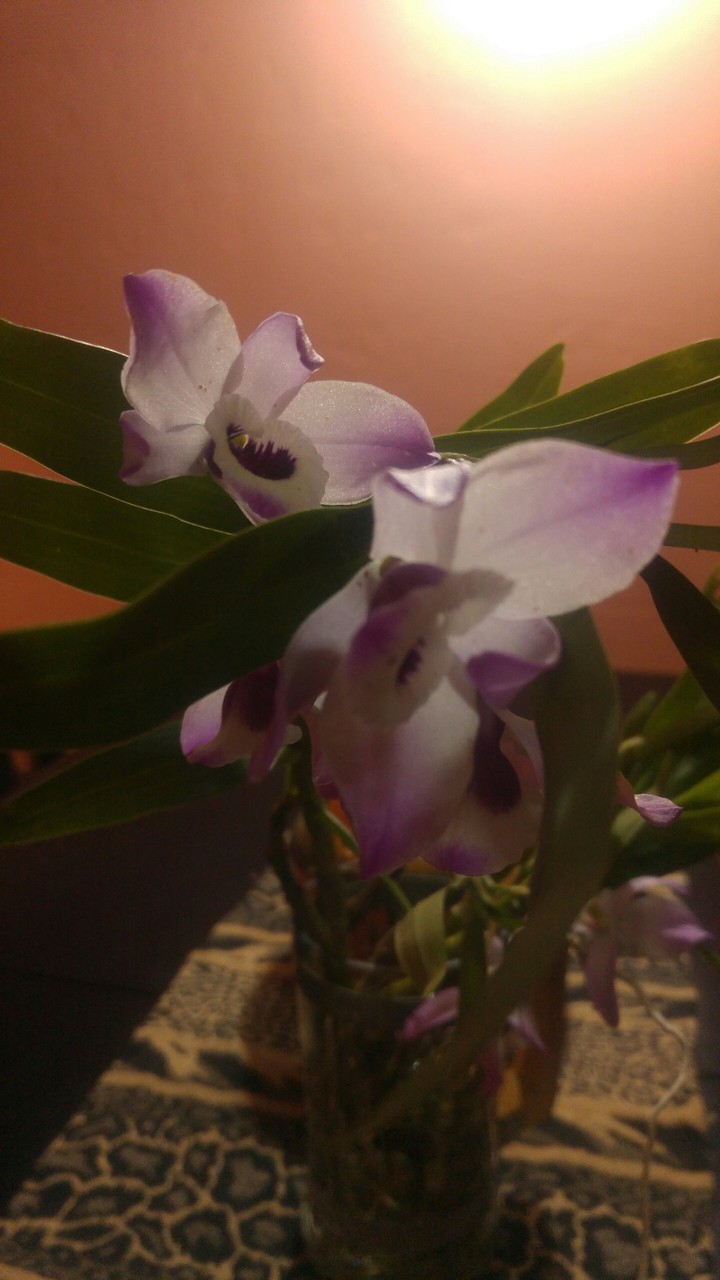 Orquídea