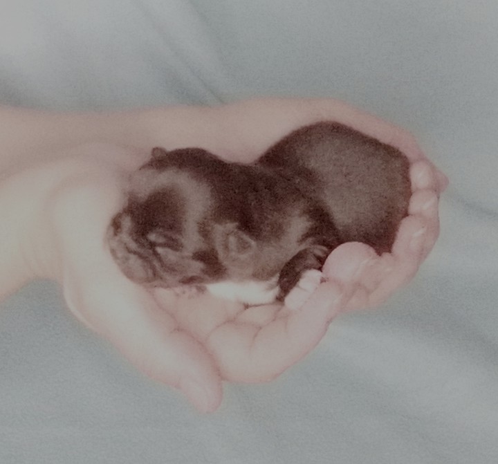 chiwawa