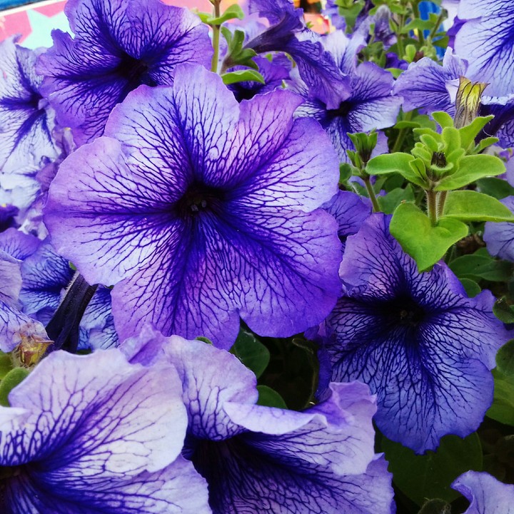 petunia