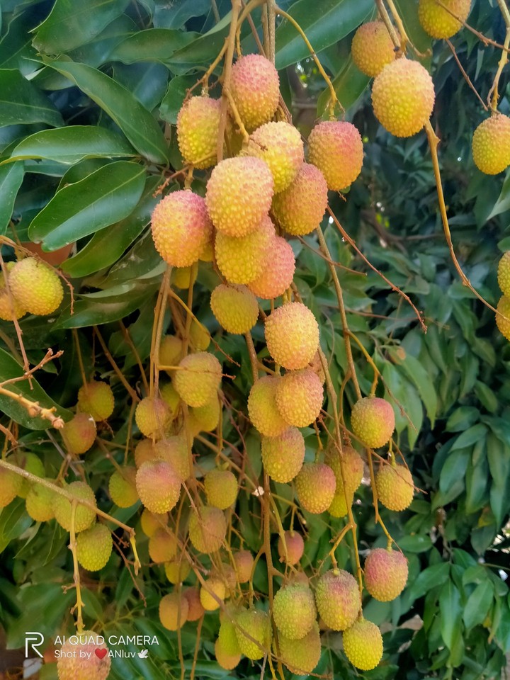 litchi