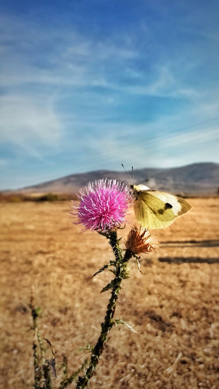 butterfly