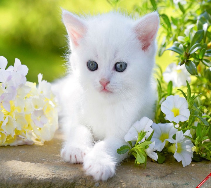 The kitty is so cute