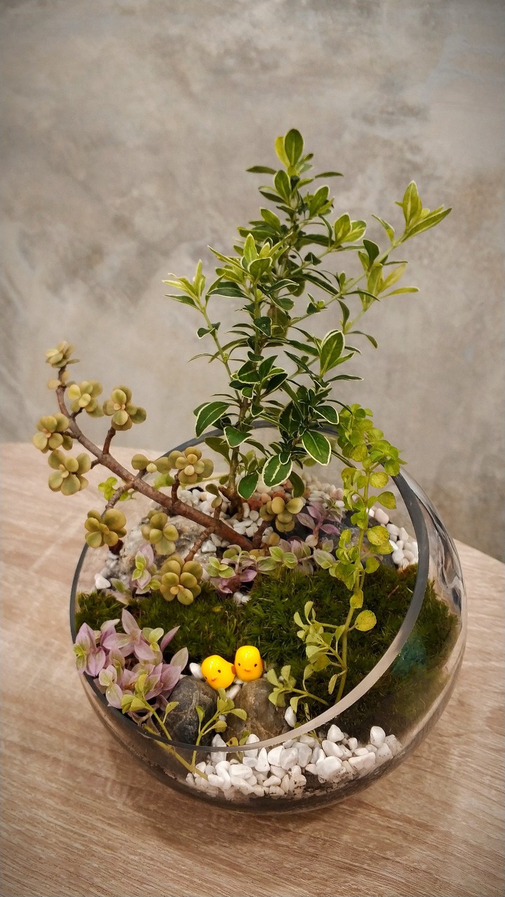 Miniature Plant