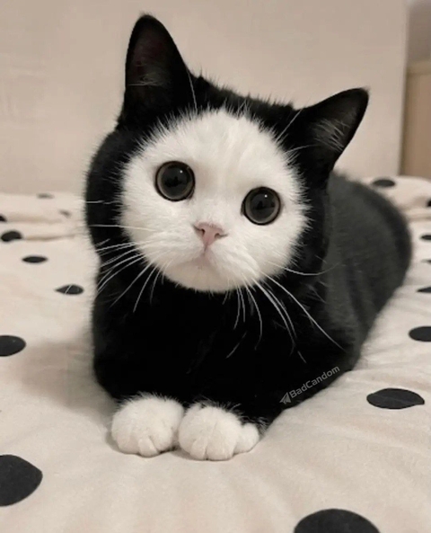 ταπετσαρίες cat, fur
