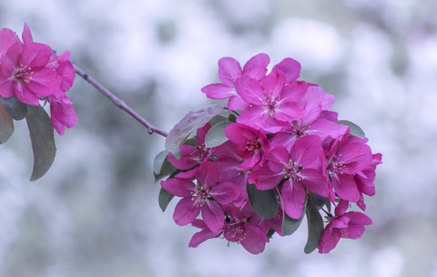 blossom, bloom háttérképek