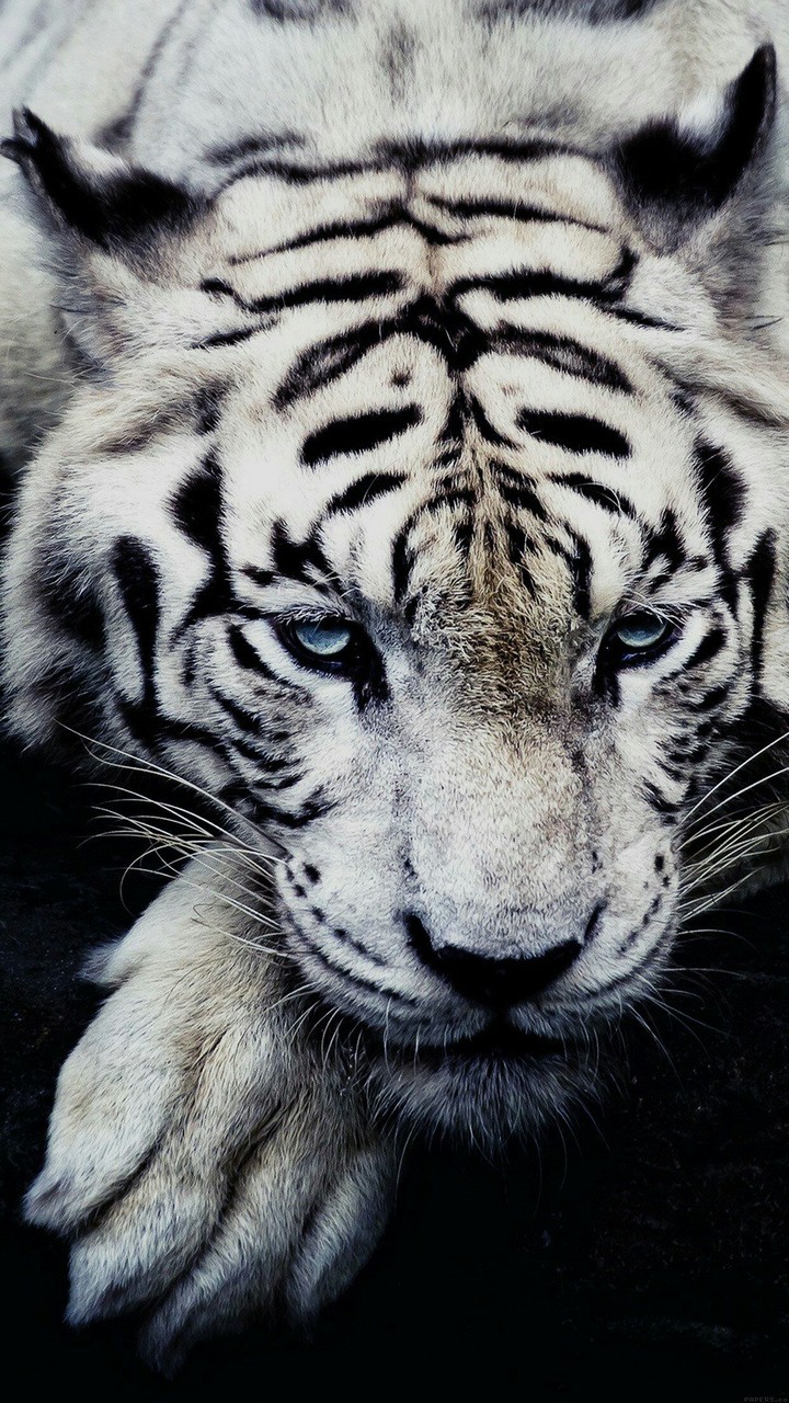 White Tiger on slipping