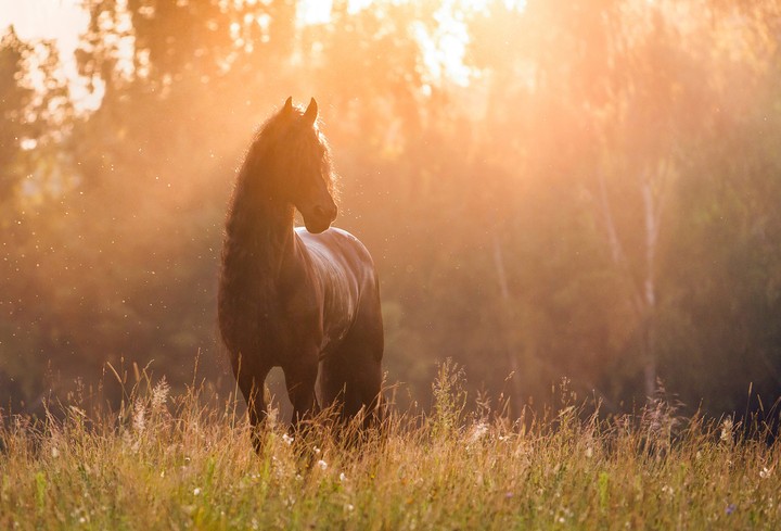 horse