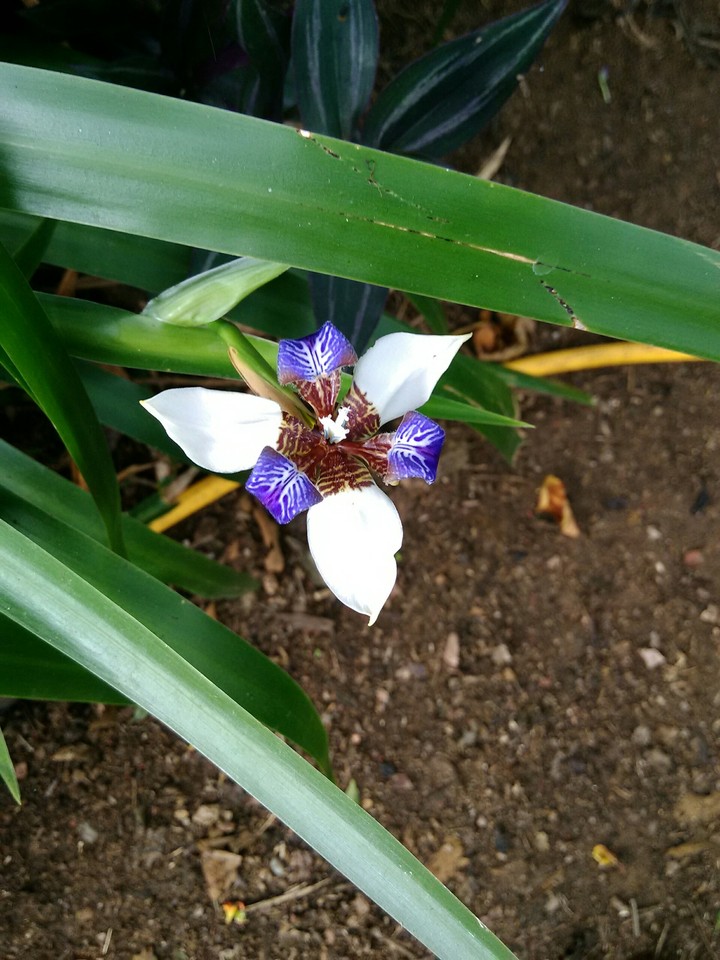 Iris caminante.